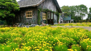 Nghệ sĩ Vpop làm sống lại giai điệu acoustic giữa bạt ngàn hoa