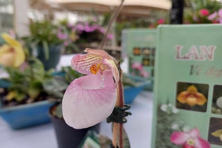 Chiêm ngưỡng vẻ đẹp các loài lan hài Việt Nam qua cuốn sách nặng gần 3kg