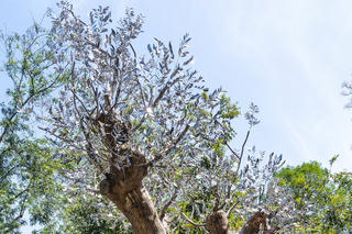 Độc đáo tác phẩm nghệ thuật 'Hồi sinh' cây xà cừ đổ sau bão Yagi