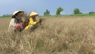 Cà Mau 'hỏa tốc' chống hạn hán, nguy cơ cháy rừng