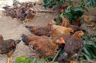 An Giang quyết liệt phòng, chống dịch cúm A(H5N1) 