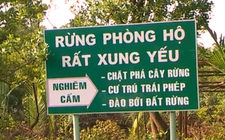 Hàng trăm cây đước trên 25 năm tuổi ở Cà Mau bị ngã đổ