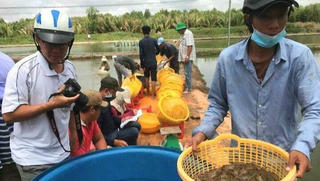 Cà Mau khẩn trương điều tra, xử lý gian lận trong thu mua tôm nguyên liệu