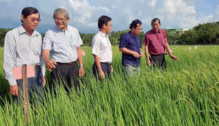 Bạc Liêu xúc tiến triển khai hỗ trợ nông dân sản xuất "gạo ngon nhất thế giới"