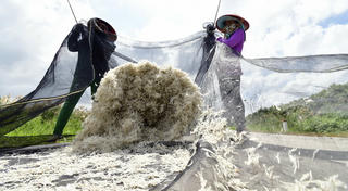 Lộc trời xứ biển Tây Nam
