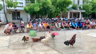 Bắt giữ 28 đối tượng đá gà ăn tiền