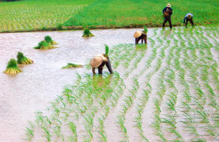 Mô hình tôm – lúa phát triển hiệu quả, bền vững