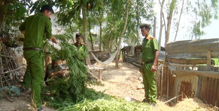 Trồng hàng chục cây cần sa để... 'lấy lá cho gà ăn'