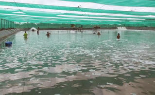 Xây dựng Bạc Liêu trở thành Trung tâm công nghiệp tôm 