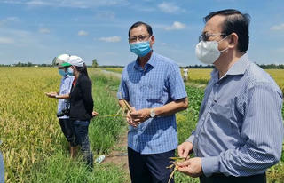 Bạc Liêu đề nghị địa phương hỗ trợ thu hoạch lúa Hè Thu