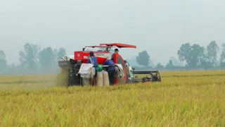 Bạc Liêu tìm cách tiêu thụ 59.000 héc ta lúa đang kỳ thu hoạch rộ trong thời gian giãn cách