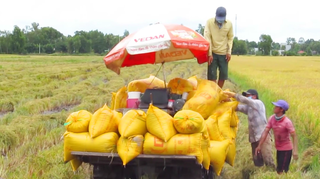 Tìm mọi giải pháp để hỗ trợ thu hoạch lúa Hè Thu cho bà con nông dân vùng giãn cách