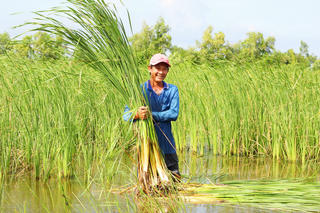 Chuyện ít biết về ruộng bồn bồn giữa lòng thành phố