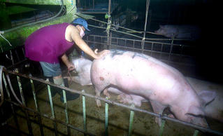 Bạc Liêu bắt quả tang vụ bơm nước vào heo để tăng trọng