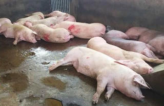 Cà Mau quyết liệt chống bệnh Dịch tả lợn Châu Phi có hiệu quả