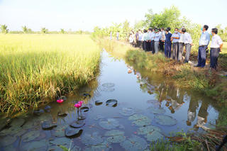 Phát triển mô hình lúa thơm - tôm sạch Vùng Mê Kông
