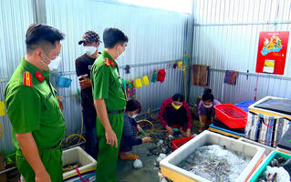 Tôm chứa tạp chất - “vấn nạn” lại tái diễn ở Bạc Liêu