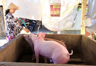 Tăng cường các biện pháp phòng, chống dịch tả heo châu Phi ở Cà Mau