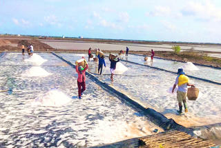 Đề xuất hỗ trợ diêm dân Bạc Liêu bị thiệt hại muối do mưa trái mùa