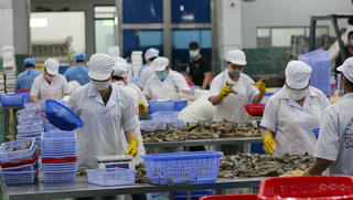 Bạc Liêu tạo đột phá trong phát triển nuôi tôm với nhiều mô hình sản xuất hiệu quả, bền vững