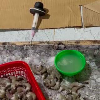 Bơm tạp chất vào tôm nguyên liệu, một cơ sở thu mua tôm bị xử phạt 60 triệu đồng