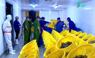 Công an Bạc Liêu phát hiện gần 750kg tôm thành phẩm có chứa tạp chất 