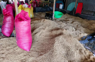 'Thông đường' cho tiêu thụ lúa tại huyện Thới Bình, Cà Mau