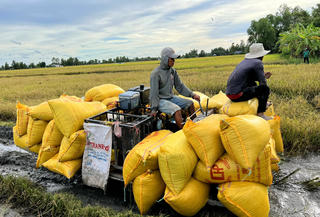 Nâng cao hiệu quả sản xuất của người dân tại vùng bán đảo Cà Mau 