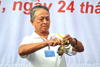 Kịch tính cuộc đua cua tại Cà Mau