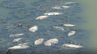 Người dân Quảng Ngãi mong mỏi chính quyền sớm xử lý cá chết bốc mùi 