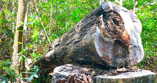 Chủ tịch Quảng Ngãi chỉ đạo kiểm tra, xử lý vụ phá rừng sau bài báo của Pháp luật Việt Nam