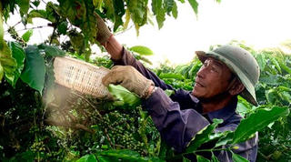 Nỗi lo về nhân công mùa thu hái cà phê của người dân Tây Nguyên
