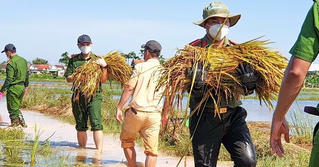 Hơn 50 cán bộ, chiến sĩ Công an Quảng Ngãi giúp người dân gặt lúa sau bão