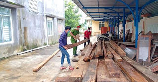 Tạm giữ 3,3 mét khối gỗ không rõ nguồn gốc tập kết tại rẫy keo 
