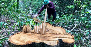 Rừng phòng hộ đầu nguồn Thác Trắng bị khai thác trái phép