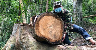 Rừng phòng hộ đầu nguồn Quảng Ngãi liên tục bị khai thác trái phép 