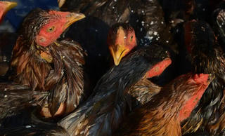 Trung Quốc ghi nhận ca tử vong đầu tiên do cúm gia cầm H3N8