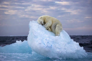 Chiêm ngưỡng những bức ảnh động vật hoang dã đẹp nhất năm 2023