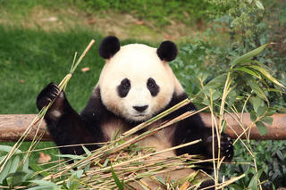 Hàng nghìn người Hàn tới chia tay gấu trúc Trung Quốc