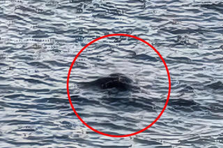 Hình ảnh đầu tiên của 'quái vật hồ Loch Ness' trong năm 2025
