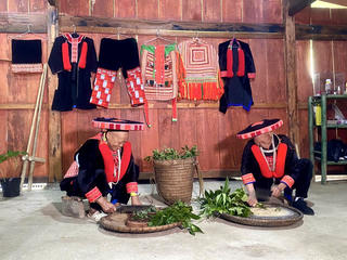 Hành trình bảo tồn y học cổ truyền và phát triển kinh tế bền vững của cộng đồng người Dao đỏ