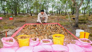 Phát hiện hai hầm đạn chứa hơn 1.400 vật liệu nổ tại Quảng Trị