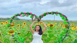 'Phát sốt' giữa vườn hoa hướng dương rực rỡ, lớn nhất cố đô Huế