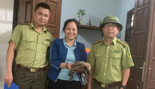 Người dân Quảng Bình tự nguyện giao nộp rùa núi quý hiếm