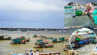 Kiên Giang thực hiện nhiều giải pháp đưa nghề nuôi cá lồng bè phát triển