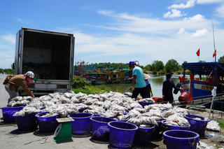 Kiên Giang triển khai truy xuất nguồn gốc thủy sản khai thác thông qua phần mềm eCDT