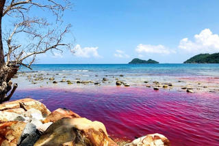 Thủy triều đỏ xuất hiện tại đảo Thổ Châu