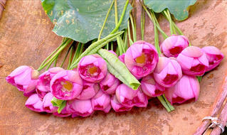 Đếm ngược thời gian chờ đón Lễ hội Sen Hà Nội lần đầu tiên