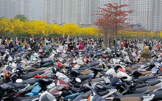 Hàng nghìn người đổ về đường hoa vàng Hà Nội, UBND quận Hà Đông chỉ đạo khẩn 