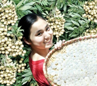 “Chắp cánh” cho nhãn lồng Hưng Yên vươn ra thị trường thế giới